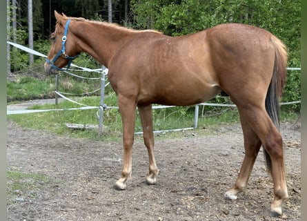 American Quarter Horse, Stallion, 2 years, Chestnut-Red
