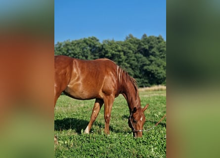American Quarter Horse, Stallion, 2 years, Chestnut-Red