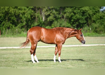 American Quarter Horse, Stallion, 2 years, Sorrel