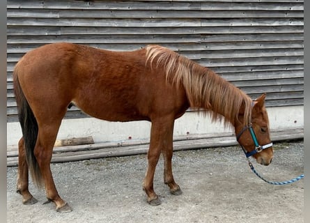 American Quarter Horse, Stallion, 3 years, 13.2 hh, Chestnut-Red