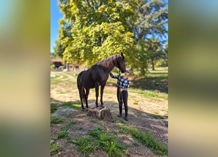 American Quarter Horse, Stallion, 3 years, 14.1 hh, Black
