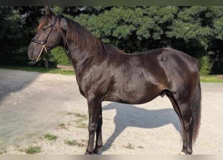 American Quarter Horse, Stallion, 3 years, 14.1 hh, Black