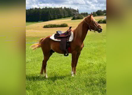 American Quarter Horse Mix, Stallion, 3 years, 14.2 hh, Chestnut-Red