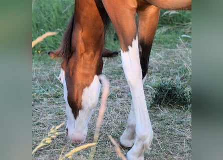 American Quarter Horse, Stallion, 3 years, 14.2 hh, Overo-all-colors