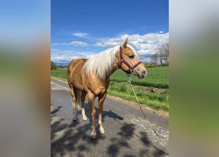 American Quarter Horse, Stallion, 3 years, 14,2 hh, Palomino