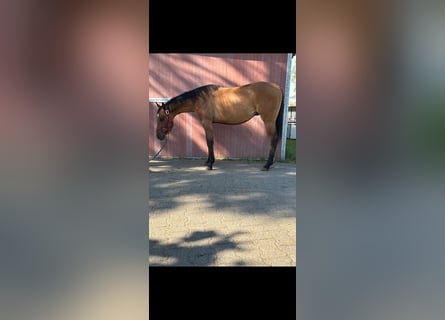 American Quarter Horse, Stallion, 3 years, 14,2 hh