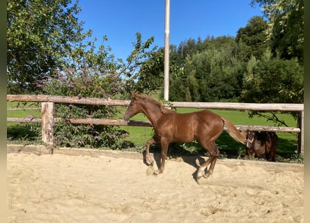 American Quarter Horse, Stallion, 3 years, 15,1 hh, Rabicano