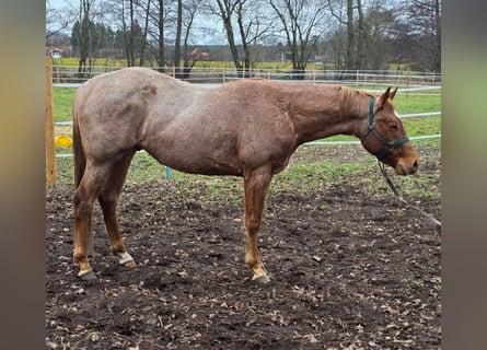 American Quarter Horse, Stallion, 3 years, 15,2 hh, Roan-Red