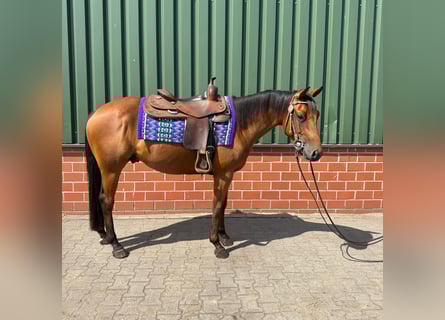 American Quarter Horse, Stallion, 3 years, Brown