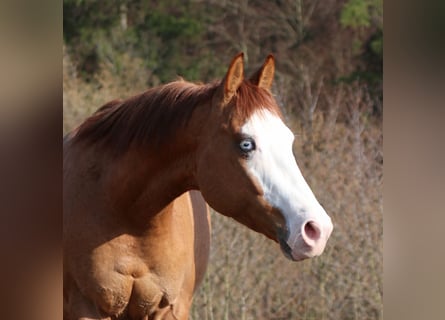 American Quarter Horse, Stallion, 3 years, Red Dun