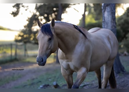 American Quarter Horse, Stallion, 3 years