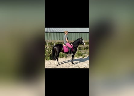 American Quarter Horse, Stallion, 4 years, 13.3 hh, Black