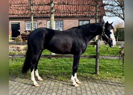 American Quarter Horse, Stallion, 4 years, 13.3 hh, Black