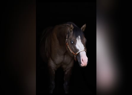 American Quarter Horse, Stallion, 4 years, 14,2 hh, Grullo