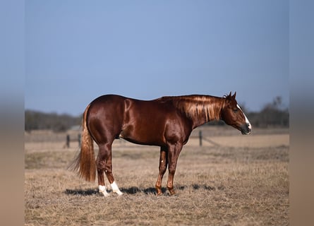 American Quarter Horse, Stallion, 4 years, 14,2 hh, Sorrel