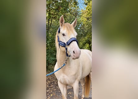 American Quarter Horse, Stallion, 4 years, 15.1 hh, Champagne