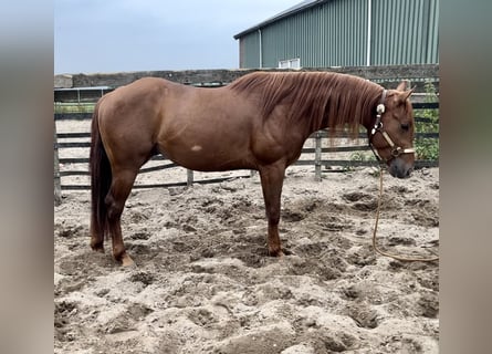 American Quarter Horse, Stallion, 4 years, 15 hh, Chestnut-Red