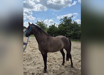 American Quarter Horse, Stallion, 4 years, 15 hh, Grullo
