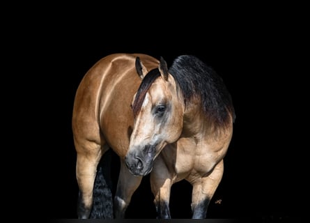 American Quarter Horse, Stallion, 5 years, 15 hh, Buckskin