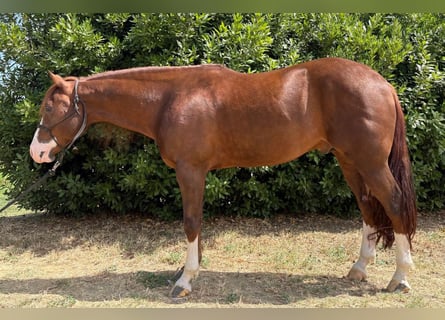 American Quarter Horse, Stallion, 5 years, Chestnut-Red