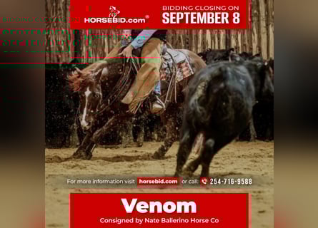 American Quarter Horse, Stallion, 6 years, 14.2 hh, Sorrel