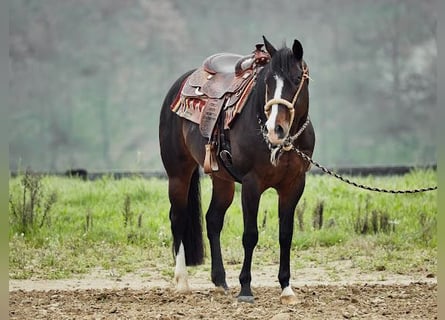 American Quarter Horse, Stallion, 7 years, 15.1 hh, Brown