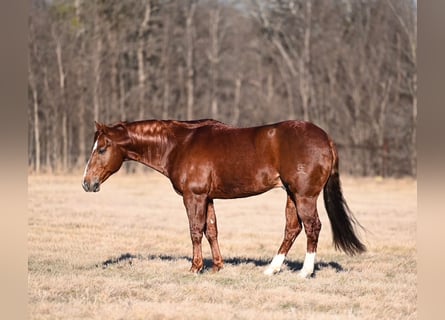 American Quarter Horse, Stallion, 8 years, 14,2 hh, Sorrel
