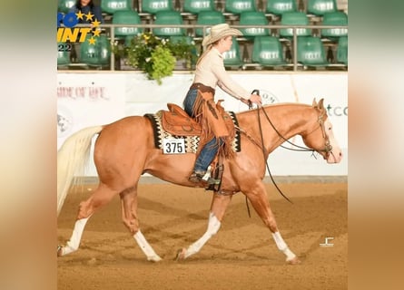 American Quarter Horse, Stallion, 8 years, 15,1 hh, Palomino