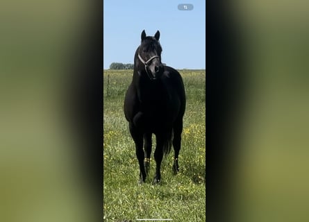 American Quarter Horse, Stallion, 10 years, 14.2 hh, Black