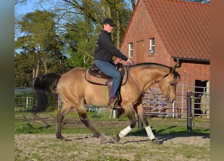 American Quarter Horse, Stallion, 17 years, 14,2 hh, Buckskin