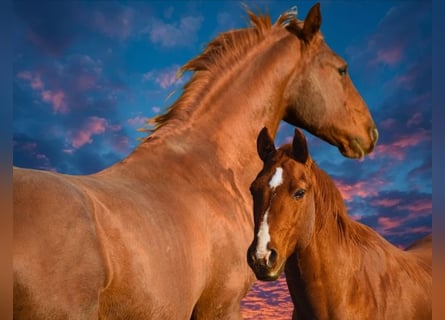 American Quarter Horse, Stallion, 21 years, 14,3 hh, Chestnut-Red