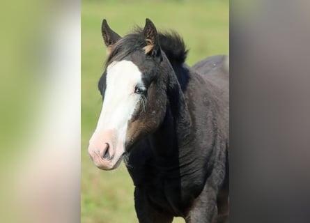 American Quarter Horse, Stallion, Foal (05/2025), 14.2 hh, Bay-Dark