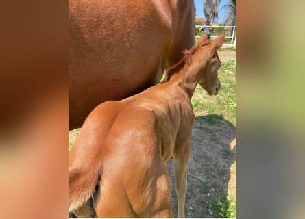 American Quarter Horse, Stallion, Foal (09/2024), 14,2 hh, Brown-Light