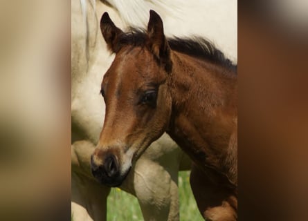 American Quarter Horse, Stallion, Foal (04/2026), 14.2 hh, Brown
