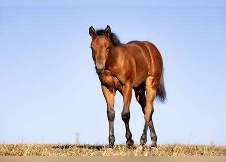 American Quarter Horse, Stallion, Foal (05/2026), 14.2 hh, Brown