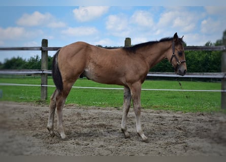 American Quarter Horse, Stallion, Foal (04/2024), 14.2 hh, Buckskin