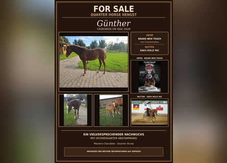 American Quarter Horse, Stallion, Foal (05/2026), 14.2 hh, Chestnut-Red
