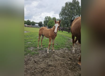 American Quarter Horse, Stallion, Foal (05/2026), 14.2 hh, Chestnut-Red