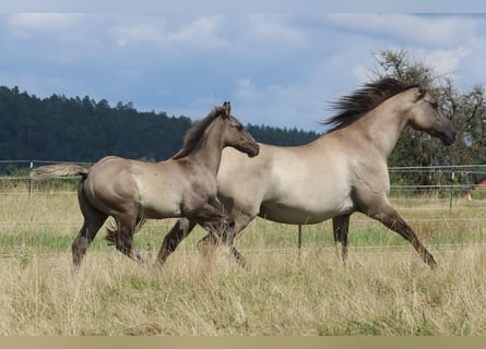 American Quarter Horse, Hengst, Fohlen (04/2024), 14,2 hh, Grullo