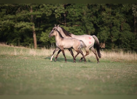 American Quarter Horse, Stallion, Foal (04/2024), 14,2 hh, Grullo