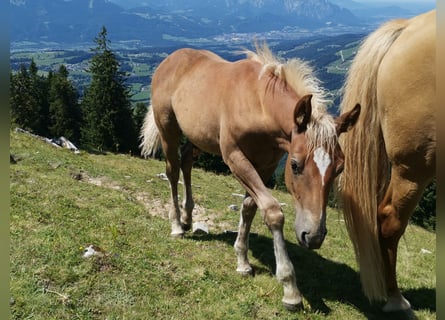 American Quarter Horse Mix, Stallion, Foal (04/2026), 14.2 hh