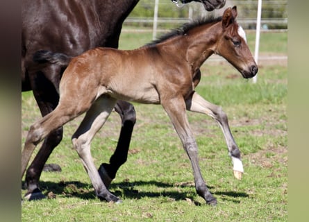 American Quarter Horse, Stallion, Foal (01/2026), 14.2 hh, Roan-Bay