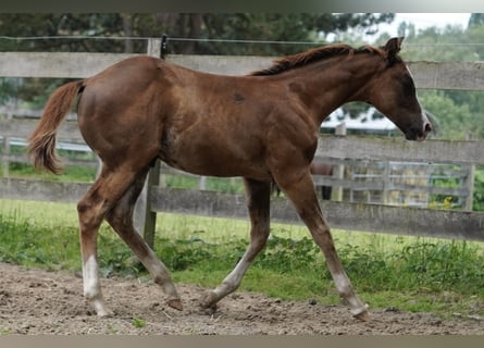 American Quarter Horse, Stallion, Foal (04/2024), 14,3 hh, Chestnut