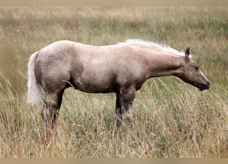 American Quarter Horse, Stallion, Foal (04/2026), 14.3 hh, Palomino