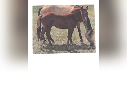 American Quarter Horse, Stallion, Foal (04/2025), 14 hh, Sorrel