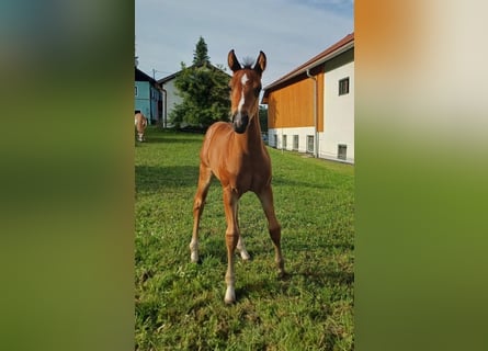American Quarter Horse, Stallion, Foal (05/2025), 14,2 hh, Brown