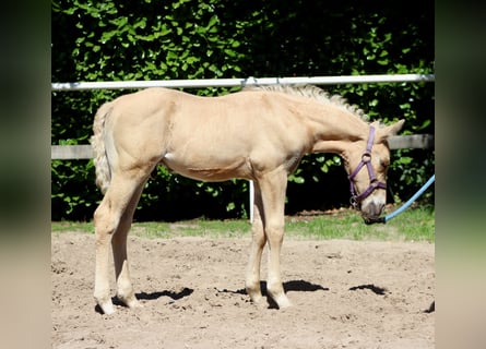 American Quarter Horse, Stallion, , 14,2 hh, Palomino