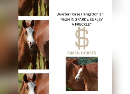 American Quarter Horse, Stallion, , 14,2 hh, Roan-Red