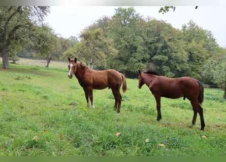American Quarter Horse, Stallion, Foal (05/2025), 14,3 hh, Chestnut