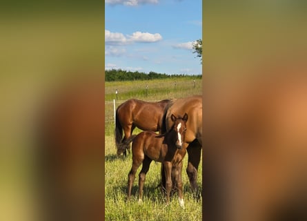 American Quarter Horse, Stallion, , 14,3 hh, Chestnut